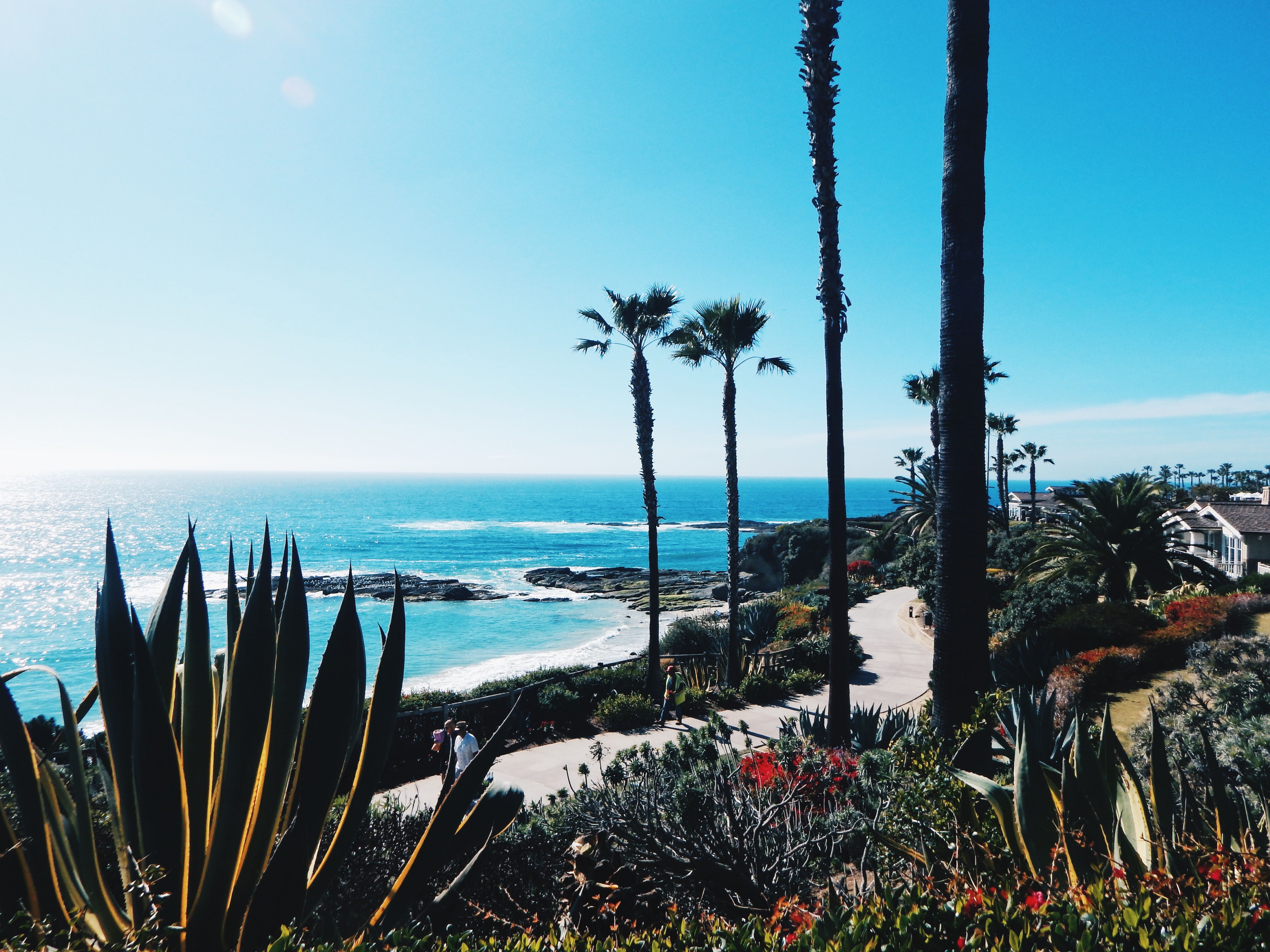 A palm-lined Southern California coastal overlook above the ocean