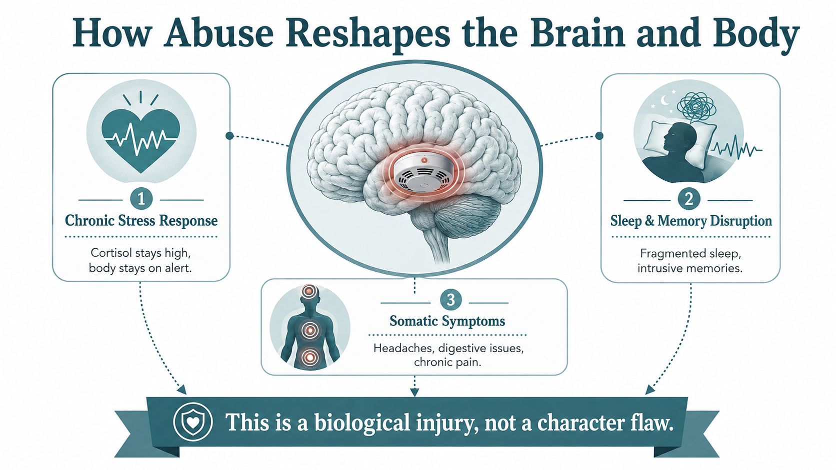 An infographic illustrating how physical and emotional abuse causes biological changes in the brain and body.